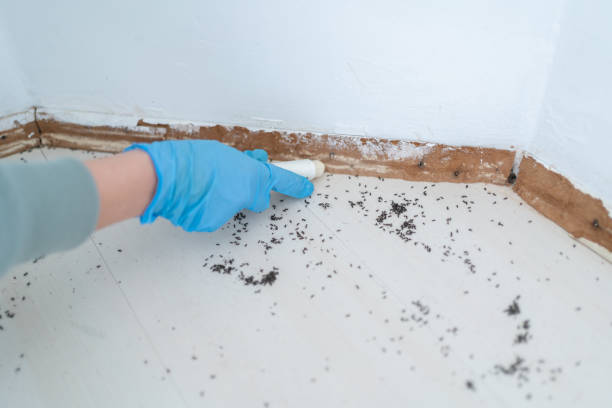 Best Rat Extermination Near Me  in Clifton Springs, NY