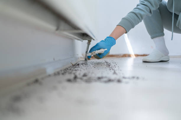 Best Spider Control Near Me  in Clifton Springs, NY